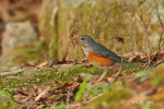 Сизый дрозд - Turdus hortulorum фотография-8