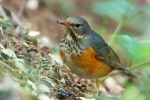 Сизый дрозд - Turdus hortulorum фотография-9