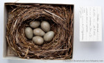 Белобровик - Turdus iliacus гнездо с кладкой яиц-2