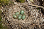 Белобровик - Turdus iliacus гнездо с кладкой яиц-3