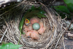 Белобровик - Turdus iliacus гнездо с птенцами