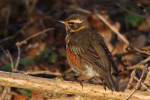 Белобровик - Turdus iliacus фотография-10