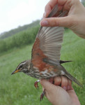 Белобровик - Turdus iliacus фотография-14