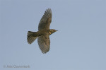 Белобровик - Turdus iliacus фотография-16
