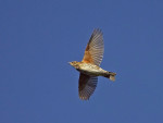 Белобровик - Turdus iliacus фотография-17