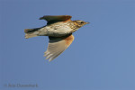 Белобровик - Turdus iliacus фотография-18