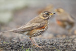 Белобровик - Turdus iliacus фотография-3