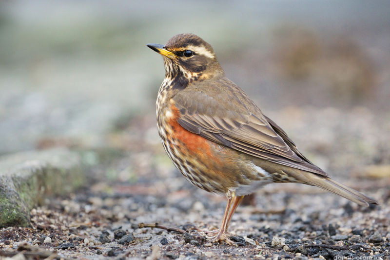 Белобровик – Turdus iliacus (Linnaeus, 1758)