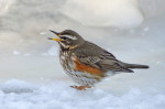 Белобровик - Turdus iliacus фотография-6