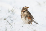 Белобровик - Turdus iliacus фотография-7