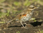 Белобровик - Turdus iliacus фотография-8