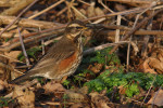 Белобровик - Turdus iliacus фотография-9