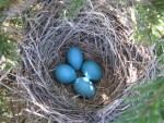 Странствующий дрозд - Turdus migratorius гнездо с кладкой яиц-2