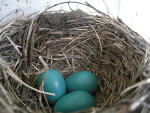 Странствующий дрозд - Turdus migratorius гнездо с кладкой яиц-3
