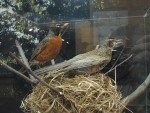 Странствующий дрозд - Turdus migratorius у гнезда
