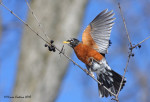 Странствующий дрозд - Turdus migratorius фотография-10