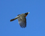Странствующий дрозд - Turdus migratorius фотография-11