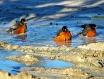 Странствующий дрозд - Turdus migratorius фотография-12