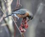 Странствующий дрозд - Turdus migratorius фотография-13