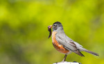Странствующий дрозд - Turdus migratorius фотография-14