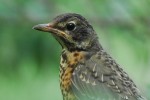 Странствующий дрозд - Turdus migratorius фотография-17