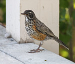 Странствующий дрозд - Turdus migratorius фотография-18