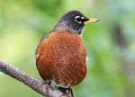 Странствующий дрозд - Turdus migratorius фотография-2