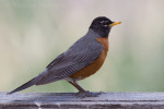 Странствующий дрозд – Turdus migratorius (Linnaeus, 1766)