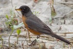 Странствующий дрозд - Turdus migratorius фотография-5