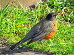 Странствующий дрозд - Turdus migratorius фотография-6