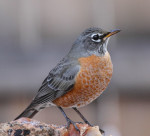 Странствующий дрозд - Turdus migratorius фотография-7