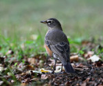 Странствующий дрозд - Turdus migratorius фотография-8