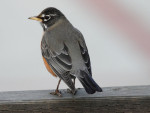 Странствующий дрозд - Turdus migratorius фотография-9