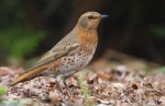 Рыжий дрозд - Turdus naumanni фотография-1