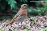 Рыжий дрозд - Turdus naumanni фотография-10