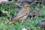 Рыжий дрозд - Turdus naumanni фотография-11