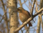 Рыжий дрозд - Turdus naumanni фотография-12