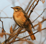 Рыжий дрозд - Turdus naumanni фотография-3