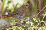 Рыжий дрозд - Turdus naumanni фотография-4