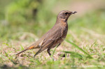 Рыжий дрозд - Turdus naumanni фотография-5