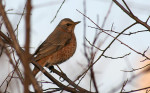 Рыжий дрозд - Turdus naumanni фотография-6