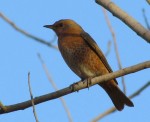 Рыжий дрозд - Turdus naumanni фотография-7