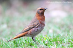 Рыжий дрозд - Turdus naumanni фотография-9
