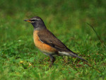 Оливковый дрозд – Turdus obscurus (J.F. Gmelin, 1789)