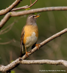 Оливковый дрозд - Turdus obscurus фотография-9