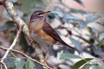 Оливковый дрозд - Turdus obscurus фотография-10