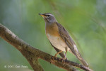 Оливковый дрозд - Turdus obscurus фотография-11