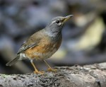 Оливковый дрозд - Turdus obscurus фотография-12