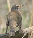 Оливковый дрозд - Turdus obscurus фотография-14