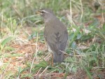 Оливковый дрозд - Turdus obscurus фотография-15